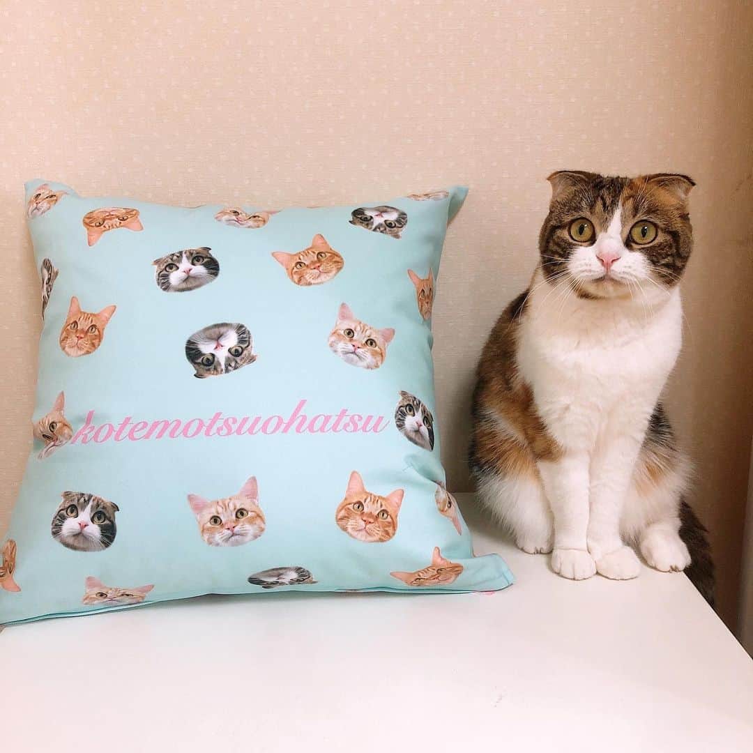 コテツのインスタグラム：「2021/2/8 @tanomake  #タノメイクさんこれください  クリスマスプレゼントキャンペーン、Twitterで当選しました！ コテモツおはつのクッションを作っていただきました 裏表とも名前入り！ 可愛すぎて使えないので しばらくニヤニヤして眺めます ポストカードもすごくかわいい❤︎ タノメイク様 ありがとうございました . #tanomake  #タノメイク  #タノメイクうちの子グッズ」