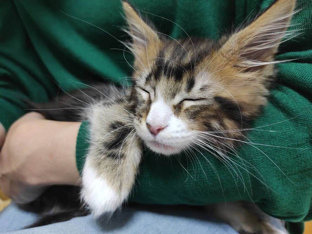 翠千賀さんのインスタグラム写真 - (翠千賀Instagram)「善くん、お迎え。腕の中で寝ちゃった…さて、これから我が家に連れていきますよ〜。大丈夫かな、うちのにぎやかニャンズ…#メインクーン 　#子猫　#天使　#善くん　#mainecoon 　#kitten #catsofinstagram #catstagram」2月8日 13時06分 - chika.midori