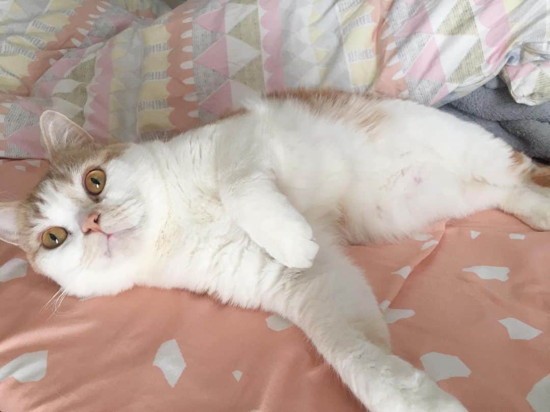 にゃんすくんのインスタグラム：「morning うすら乳首☀️」