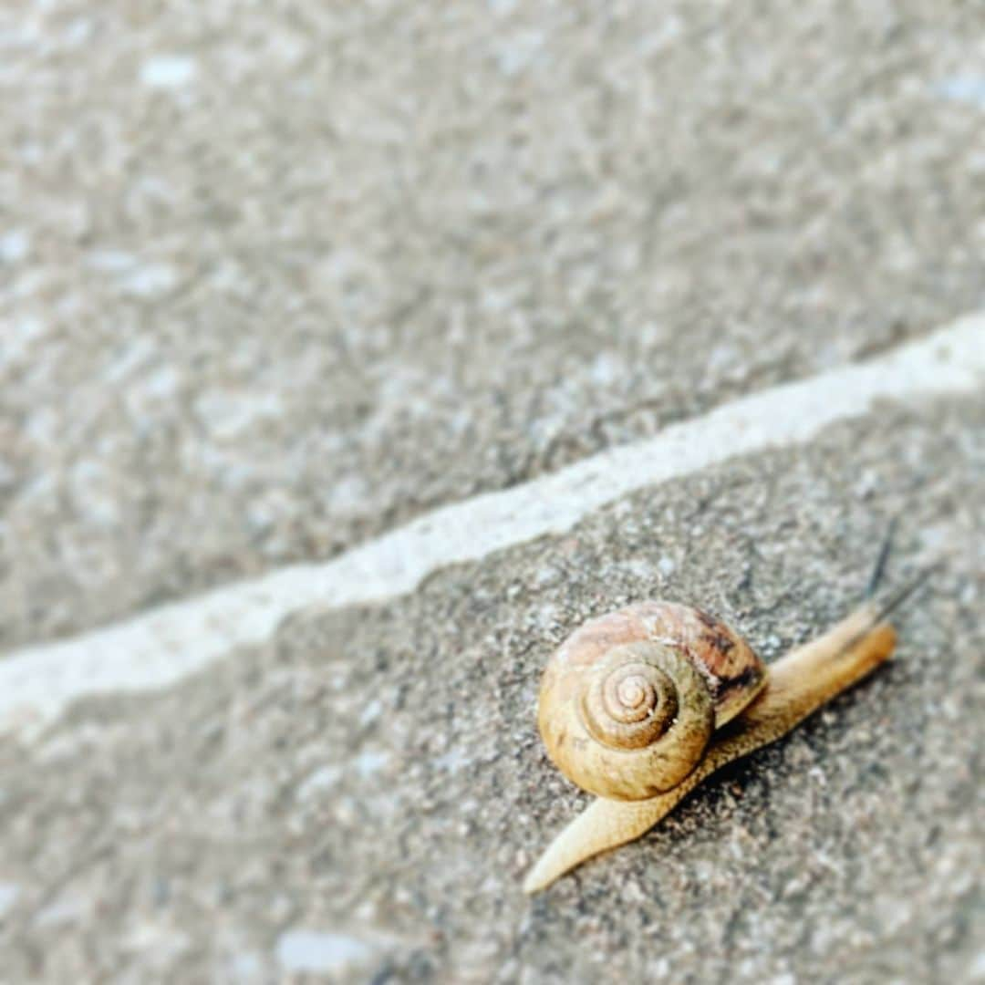 森岡良介さんのインスタグラム写真 - (森岡良介Instagram)「🐌DENDEN🐌  #東京ヤクルトスワローズ #春季キャンプ2021 #浦添キャンプ  東京ヤクルトスワローズホームページhttps://www.yakult-swallows.co.jp/ 東京ヤクルトスワローズONLINESHOP https://shop.yakult-swallows.co.jp/?_ga=2.109093765.1681970175.1612399057-1284541819.1604588508」2月8日 13時34分 - morley681075