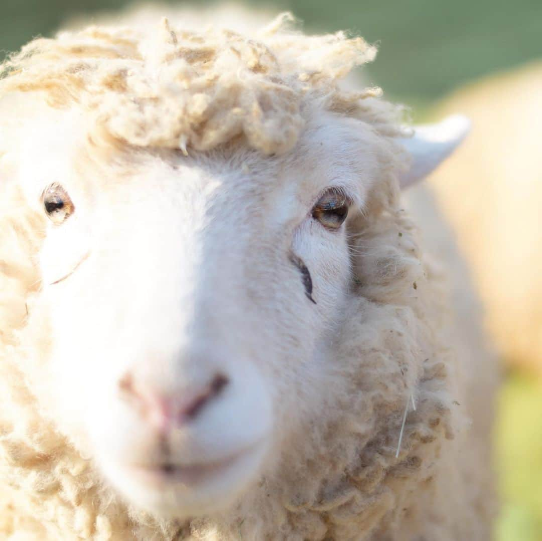 成田ゆめ牧場さんのインスタグラム写真 - (成田ゆめ牧場Instagram)「きゃんでぃー🐑  まぶしくてこんなお目めに😂  #可愛いお顔は2枚目みてね #成田ゆめ牧場 #ゆめ牧場 #牧場 #千葉県 #ひつじ #もふもふ #もこもこ #つぶらな瞳 #naritadreamfarm #farm #farmstagram #sheep」2月8日 13時39分 - yumebokujo