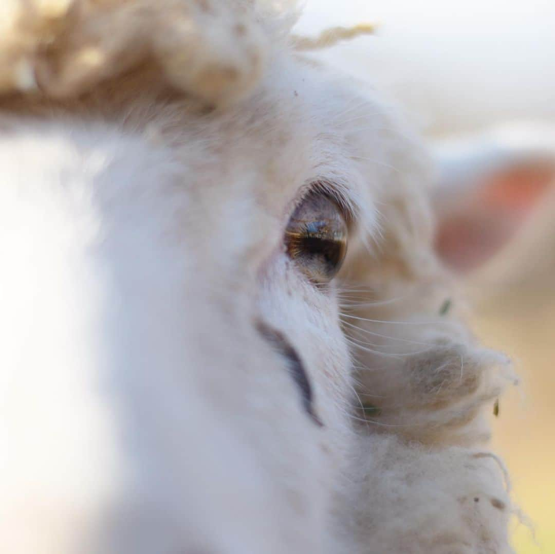 成田ゆめ牧場さんのインスタグラム写真 - (成田ゆめ牧場Instagram)「きゃんでぃー🐑  まぶしくてこんなお目めに😂  #可愛いお顔は2枚目みてね #成田ゆめ牧場 #ゆめ牧場 #牧場 #千葉県 #ひつじ #もふもふ #もこもこ #つぶらな瞳 #naritadreamfarm #farm #farmstagram #sheep」2月8日 13時39分 - yumebokujo