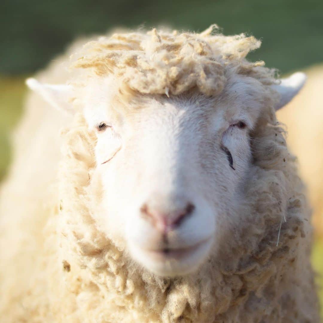 のインスタグラム：「きゃんでぃー🐑  まぶしくてこんなお目めに😂  #可愛いお顔は2枚目みてね #成田ゆめ牧場 #ゆめ牧場 #牧場 #千葉県 #ひつじ #もふもふ #もこもこ #つぶらな瞳 #naritadreamfarm #farm #farmstagram #sheep」