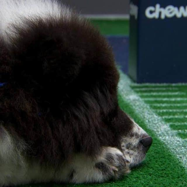 アニマルプラネットさんのインスタグラム写真 - (アニマルプラネットInstagram)「You can have a little Chunky Monkey... as a treat. #PuppyBowl   More photos at Discovery.com/ChunkyMonkey  #chunkymonkey #chowchow #naptime #dogsofinstagram #fluffy」2月8日 13時42分 - animalplanet