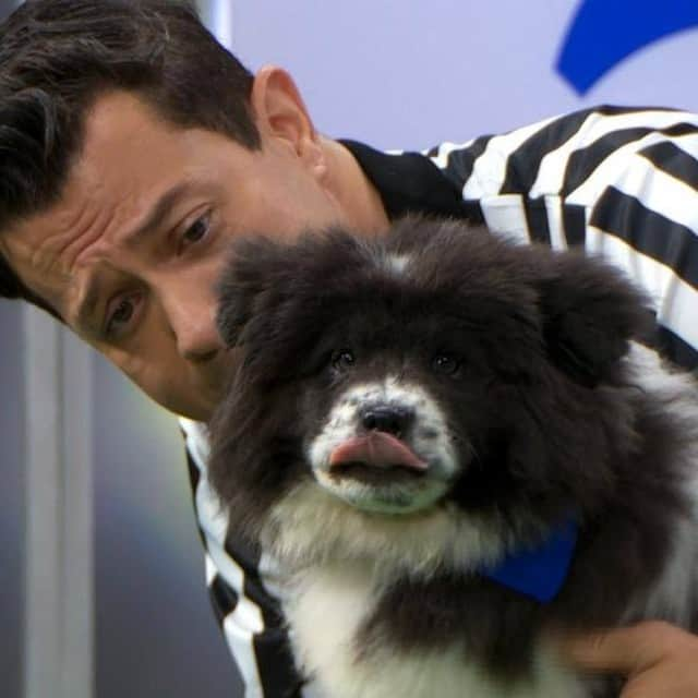 アニマルプラネットさんのインスタグラム写真 - (アニマルプラネットInstagram)「You can have a little Chunky Monkey... as a treat. #PuppyBowl   More photos at Discovery.com/ChunkyMonkey  #chunkymonkey #chowchow #naptime #dogsofinstagram #fluffy」2月8日 13時42分 - animalplanet