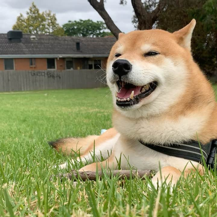 Shibainu Pontaのインスタグラム