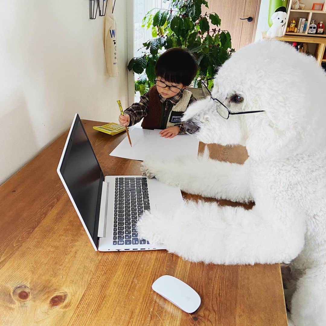 たまねぎさんのインスタグラム写真 - (たまねぎInstagram)「. . 毎年思う。 なんで毎日コツコツやっていなかったのかと・・・。 なんでこんなに溜めちゃったのかと・・・。  #standardpoodle #dog #lovedogs #スタンダードプードル #大型犬と子供 #poodle #dogstagram #いぬのいる生活 #子どもと犬  #kidsanddog #ママリ #キズナ #コドモノ #いこーよ #いぬのきもち #犬と暮らす #いぬなしでは生きていけません  #犬と子どものいる暮らし #いつも一緒 #確定申告の準備 #真面目にやっときゃよかった #毎年反省が活かされない」2月8日 14時26分 - tamanegi.qoo.riku