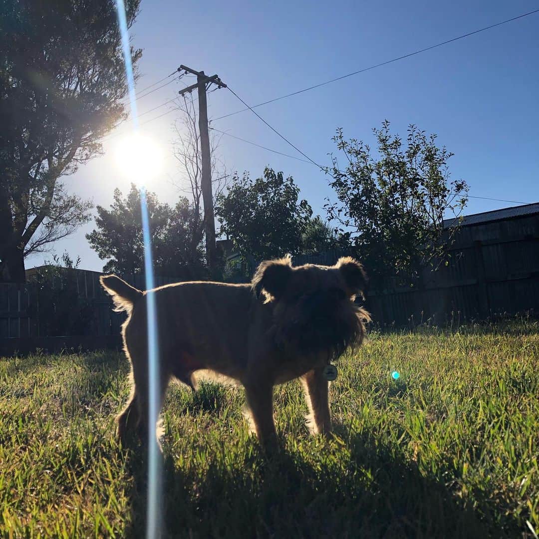 Digby & Aloのインスタグラム：「Nothing beats a sunset in your very own back yard 😎」