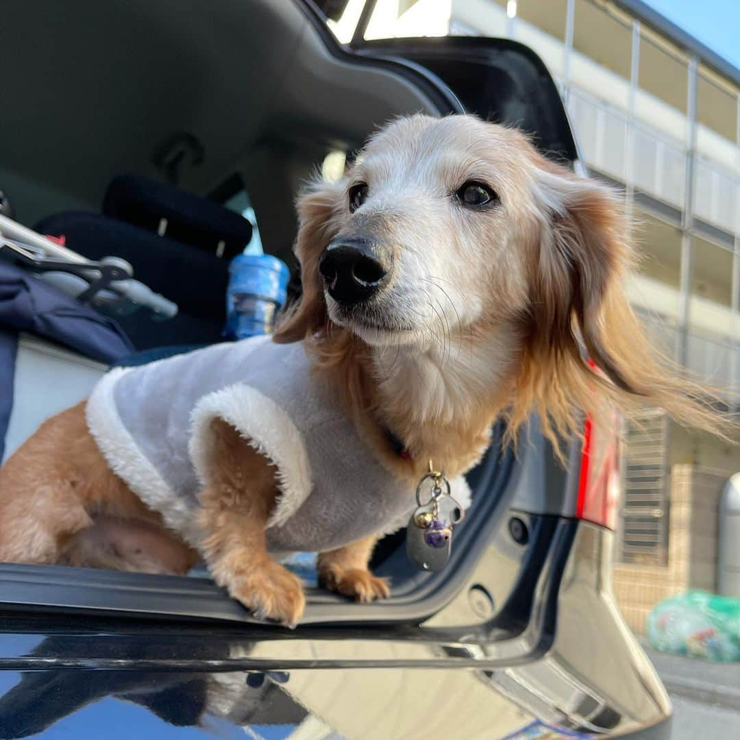 向日葵?さんのインスタグラム写真 - (向日葵?Instagram)「💕連投します💕 車検に出す前に買い物🚗 ＊ #犬#ダックス#ダックスフンド#ミニチュアダックス#dachs#いぬぐみ📛#pecoいぬ部#シニア犬 #よく寝るシニア犬#わんぱく部#サンデイ#todayswanko #ボンボンハイスクール#ダックスの日常」2月8日 15時08分 - hinata.miyuki