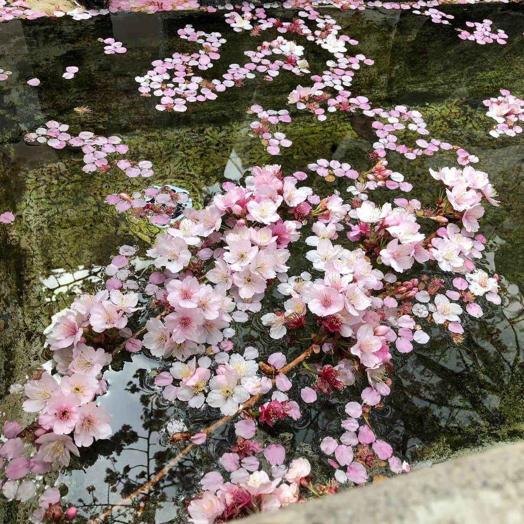 熱海市のインスタグラム：「散ってもなお、綺麗です。あたみ桜🌸  #わたしの熱海 #糸川」