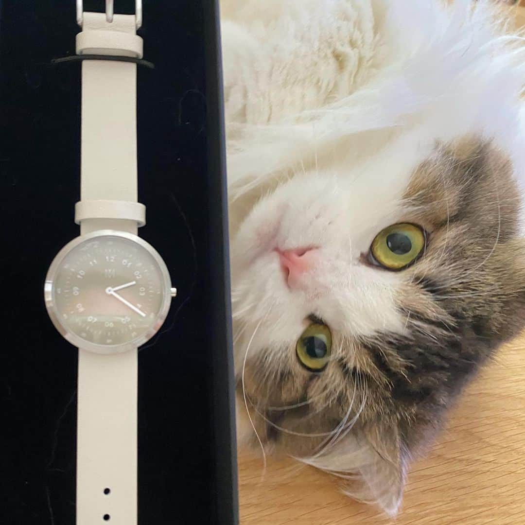 Chiyomame ちよまめのインスタグラム：「マベンウォッチズ　 MAVEN WATCHES⌚️ （　@mavenjapan ）の SMOKE GREEN OFFWHITE 34mmだよ😽 . . 我が家のお外は雪景色ですが❄️ 爽やかなスモークグリーンが 春気分で使いやすい😽 早く春が来ないかな〜🌸 . . 🥳お得なクーポンコード ご自由にお使いください💕 【chiyoaz30】 ご使用で10%OFFになります。 (本日より1年間有効) . . . ＃マベン#マベンウォッチズ#時計#腕時計#mavenwatches  #scottishfold  #scottishfold_kikuhiko  #スコティッシュフォールド　#猫　#まん丸ねこ部」