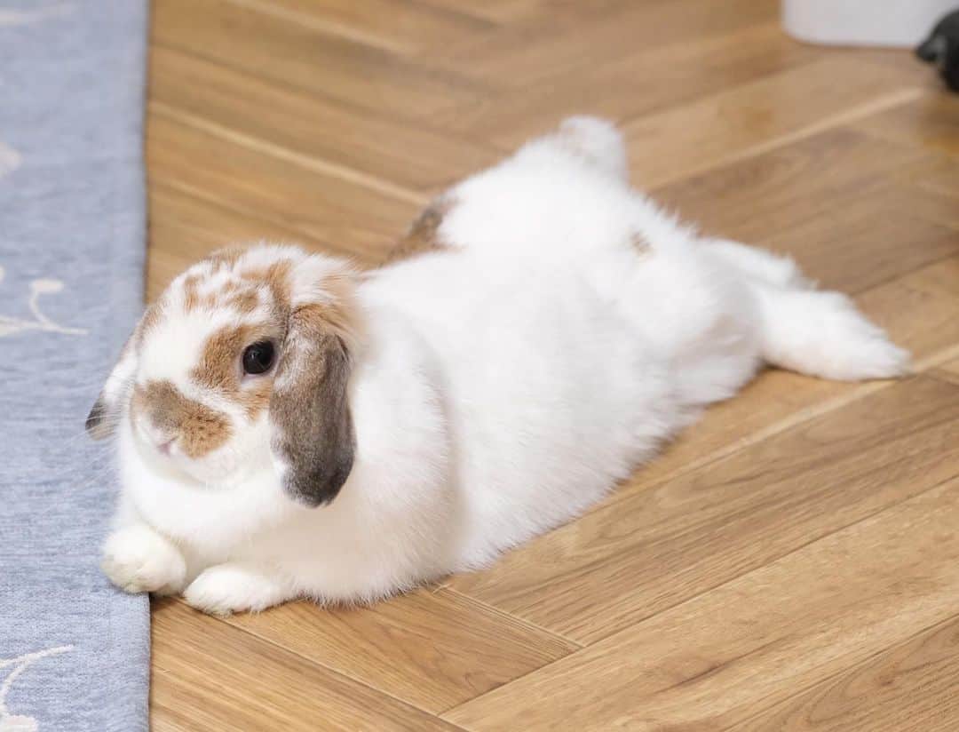 usagraphのインスタグラム：「床とラグの狭間で🐶 最近特に私の行く方へついてくるリンリン。 そしてモケモケパジャマをペロペロしてくるから食べ物とってきてくれる『でっかいうさぎ』とか思われてたりして😊 ＊ ＊ ＊ #うさぎ　#rabbit #bunny #アニマル写真部　＃instabunnies #igersjp  #tokyocameraclub #東京カメラ部  #bunnystagram  #うさぎ部 #ホーランドロップ #hollandlop  #ファインダー越しの私の世界  #myfujilove  #今日もx日和　#cutepets」