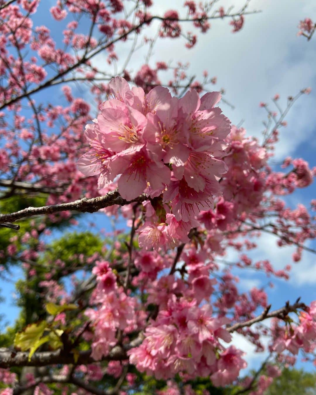 美神れおなさんのインスタグラム写真 - (美神れおなInstagram)「#タイムラグ投稿#20210207  近くの公園でピクニック🌸 桜満開🌸 あさみがお弁当作って来てくれた(⑉• •⑉)♥️ほぼ2個完食（笑）  @asami.52197 withいろはす  #沖縄#那覇#公園#ランチ#寒緋桜#緋寒桜#桜#🌸🌸🌸#女子会#沖縄人#沖縄移住#沖縄移住生活#ピクニック#健康的な休日#日曜日の過ごし方 #okinawa#cherryblossom#spring#lunchbox」2月8日 15時59分 - reona1291