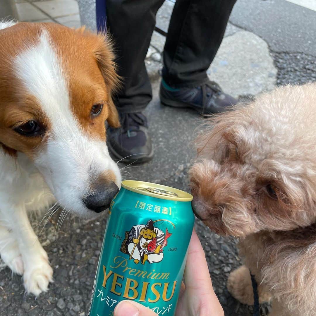新井利佳さんのインスタグラム写真 - (新井利佳Instagram)「仲良し。  お散歩して。 コンビニ寄って。 姉のおすすめビールを買って帰る事に。  タイではお酒買える時間が決まってるから。 未だにビール買う時に時間を気にしてしまい、ついつい時計を見てしまう癖は相変わらず…。  #yebisu #yebisubeer #beerlover #beertime #japan_of_insta #doglife #takeawalk #springiscomingsoon  #惠比壽 #惠比壽啤酒 #日本生活 #春天快到了 #遛狗 #散步 #日本啤酒 #限定 #口渴 #ビール好き #エビスビール #犬のいる暮らし #三寒四温」2月8日 16時03分 - rika.arai