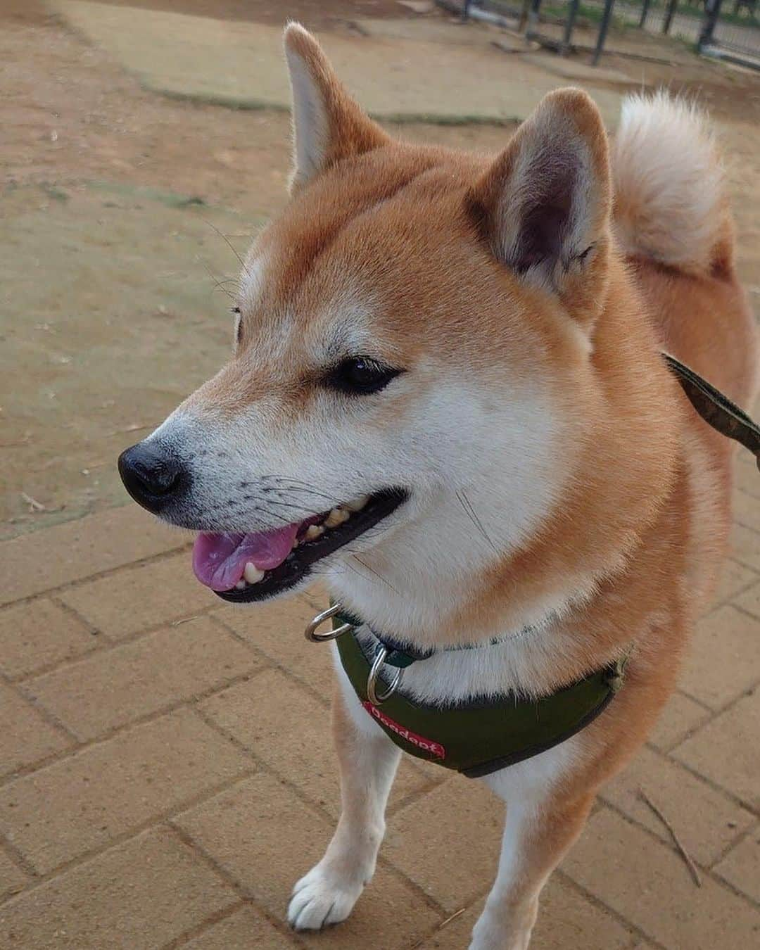 大山加奈のインスタグラム