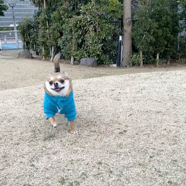 長澤メイのインスタグラム：「呼んだら笑顔で 走ってくるHAPPY BOY🐕💗 #お台場 #ドックラン」