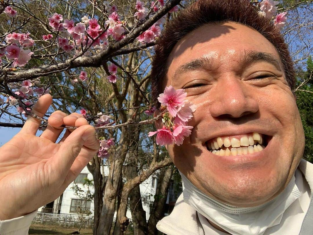 パッション屋良さんのインスタグラム写真 - (パッション屋良Instagram)「今日の沖縄は情熱的に暖かいんだねー。 半袖でも問題なく過ごせるんだねー。  沖縄では、一足先に桜が見どころなんだね🥰  今日のロケも情熱的に行こう！だね。  #ネクスターズ #情熱応援番組  #沖縄テレビ #otv #パッション屋良」2月8日 16時32分 - passionyara