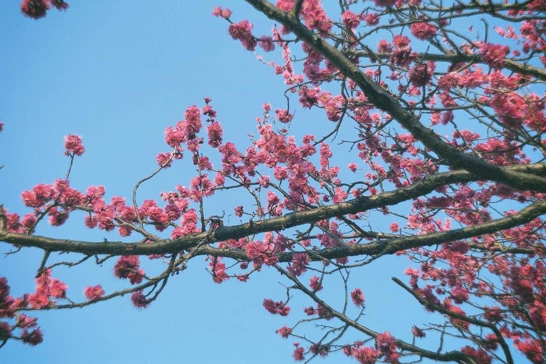 杉原由規奈さんのインスタグラム写真 - (杉原由規奈Instagram)「梅の花にうっとり。」2月8日 16時39分 - yukina.sp