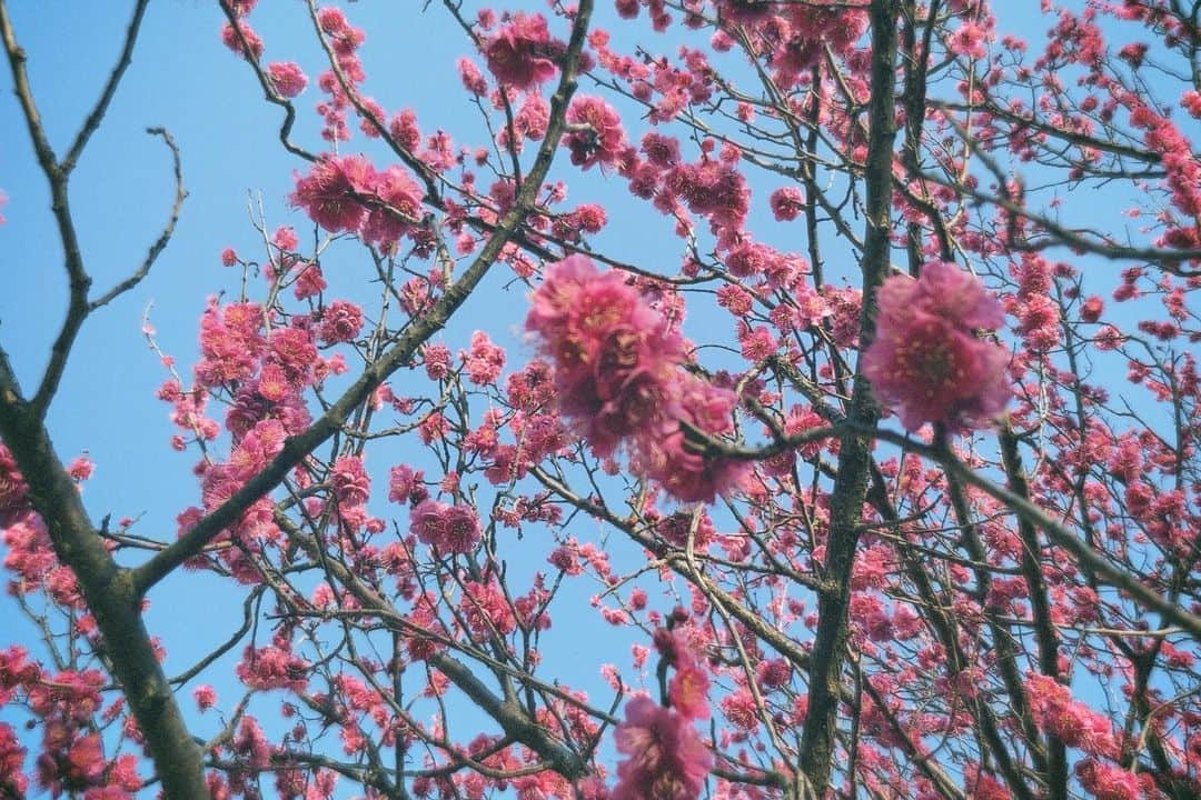 杉原由規奈さんのインスタグラム写真 - (杉原由規奈Instagram)「梅の花にうっとり。」2月8日 16時39分 - yukina.sp