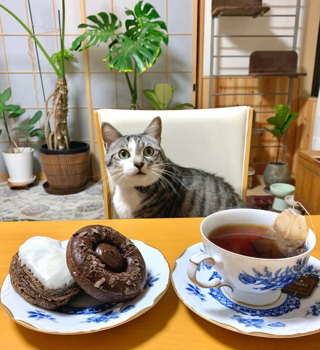 ?りっこ?さんのインスタグラム写真 - (?りっこ?Instagram)「＊ 🌿  HARUTAROU 🌿 ＊ @janat_paris  様より お紅茶を 頂きました☕️  猫ちゃん🐈が可愛いパッケージは もちろん 香り良く とっても美味しいです✨  表参道 サロン ド テ ジャンナッツでは お買い上げ¥2220以上で 可愛い猫ちゃんカレンダーが 2/28まで貰えます。 まだまだ寒い日が続きます⛄️ 是非皆さま♡も お紅茶を☕️ ＊ ＊ #cats_of_instagram  #TheDailyKitten  #cats_of_world #balousfriends  #catloversclub  #cat_features #catstocker #ミスド　 #sweetcatstime  #thedailykitten #cats_of_instworld #IGersJP #happypetclub #cats #pierremarcolini  #catsfollowers  #ピエールマルコリーニ  #tea  #紅茶　#sweetcatclub #catsnet #catendar2021  #luckytea #janat  #キャテンダー2021 #ジャンナッツ  #sweetcatonline #nyancon01 #sippoストーリー　#petokotolife ＊ ＊ 🌿🌿🌿🌿🌿🌿🌿🌿🌿🌿🌿🌿🌿🌿🌿」2月8日 16時58分 - usako_honma