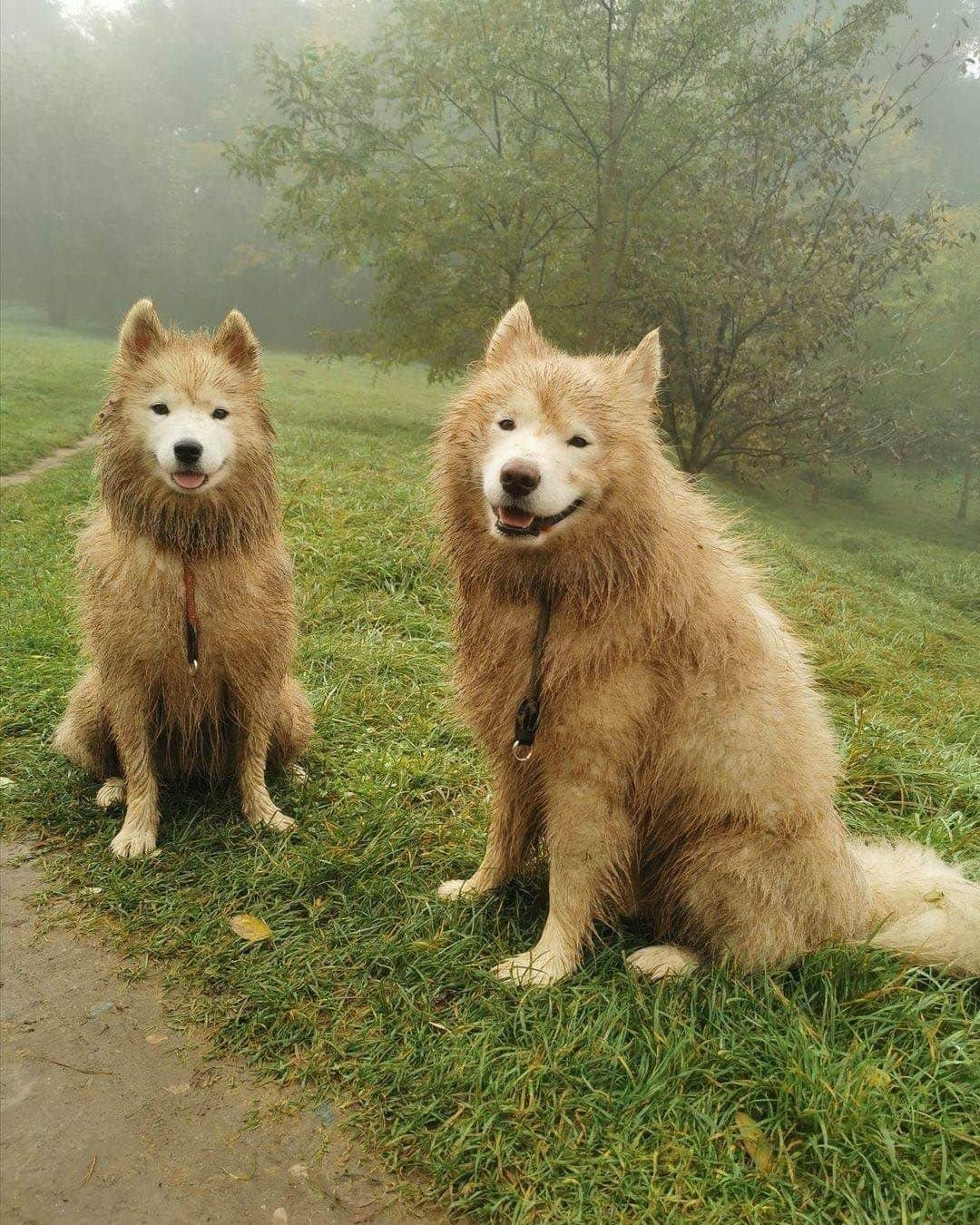 8crapさんのインスタグラム写真 - (8crapInstagram)「We no samoyeds, we huskies now 😝 - Want to get featured like them? Join “The Barked Club” on FACEBOOK and post something now! 👉 barked.com - 📷 @ara_thor_thecrazysamoyed - #TheBarkedClub #barked #dog #doggo #Samoyeds」2月8日 17時00分 - barked