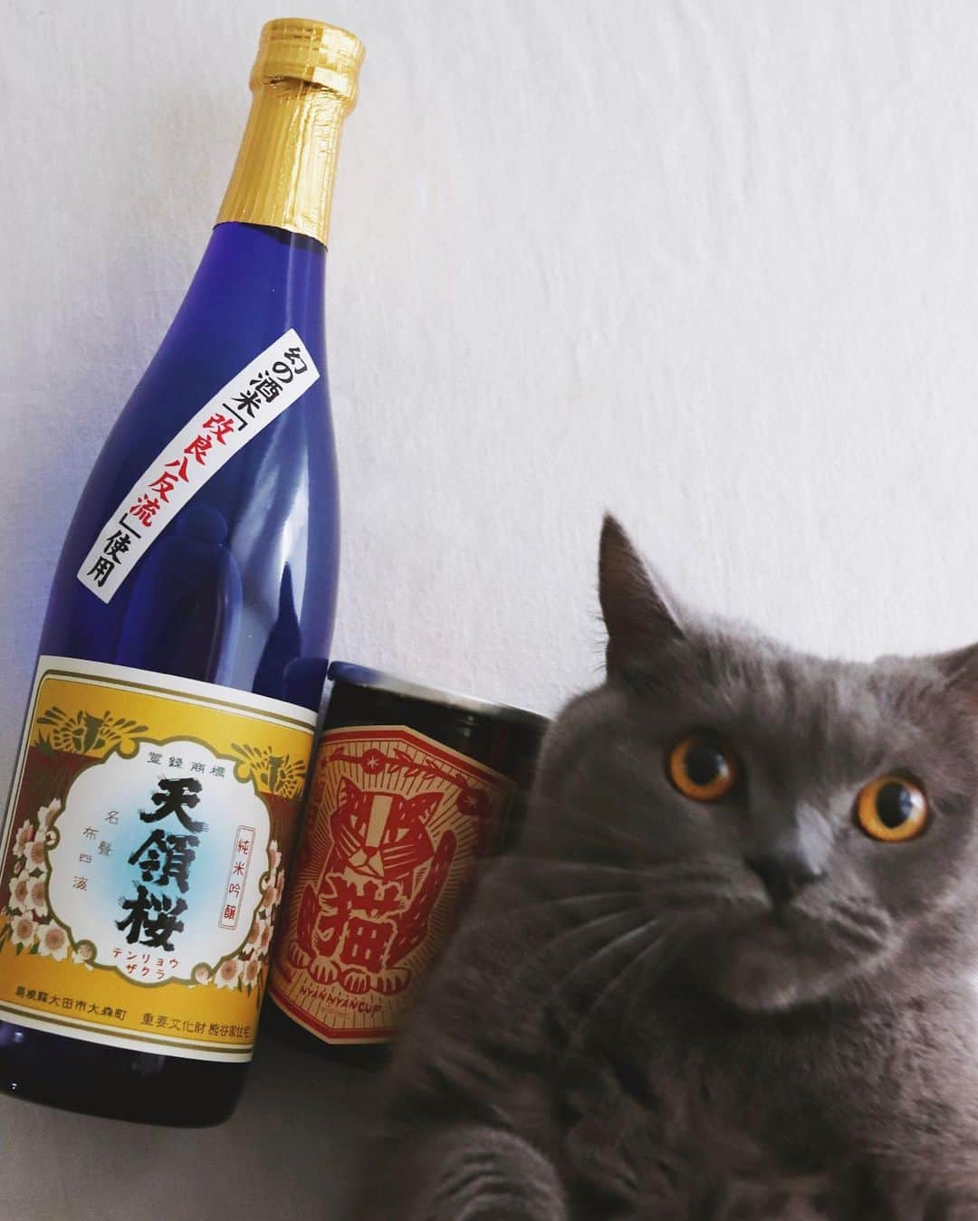 樋口正樹さんのインスタグラム写真 - (樋口正樹Instagram)「🍶 #勝手に日本酒マラソン . ２月の日本酒に２本が かおしさんチョイスで 追加で召集されました。 👉@cao_life . 左は島根県の太田市の 一宮酒造のレアな一本 純米吟醸の天領桜です。 . 真ん中のワンカップは、 同じ島根県で出雲市の 旭日酒造さんの純米酒 十旭日のワンカップの にゃんにゃんカップで、 動物愛護の支援酒です。 犬バージョンもあるよ☝️ . 右はおまけのボナさん。 横にさっと置いたので かなりブレてますけど😅 . . #一宮酒造 #天領桜 #旭日酒造 #十旭日 #にゃんにゃんカップ #アニマルレスキュードリームロード #島根県のお酒 #島根の地酒 #島根県 #純米酒 #純米吟醸 #飲み比べ #日本酒 #日本酒好き #日本酒飲み比べ #日本酒男子 #日本酒好きな人と繋がりたい #日本酒で乾杯 #備忘録 #お酒の備忘録 #jujiasahi #sake」2月8日 17時17分 - higuccini