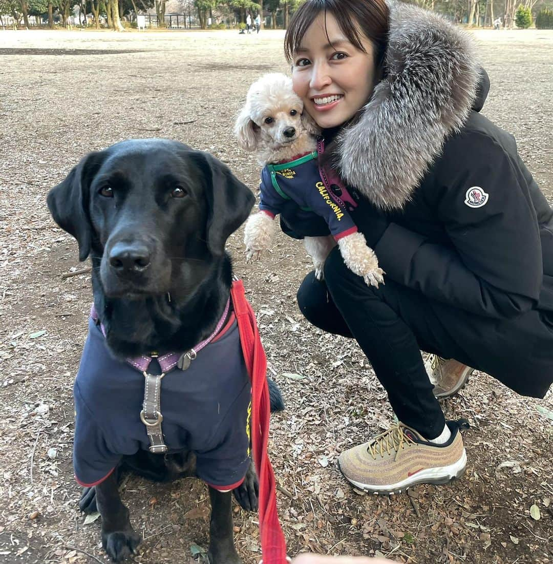 矢田亜希子さんのインスタグラム写真 - (矢田亜希子Instagram)「わんこはペアルック❤️ #お散歩#愛犬#犬友#toypoodle #トイプードル#labradorretriever #ラブラドールレトリバー #ペアルック#女子#最後の写真もなちゃん口w」2月8日 17時26分 - akiko_yada