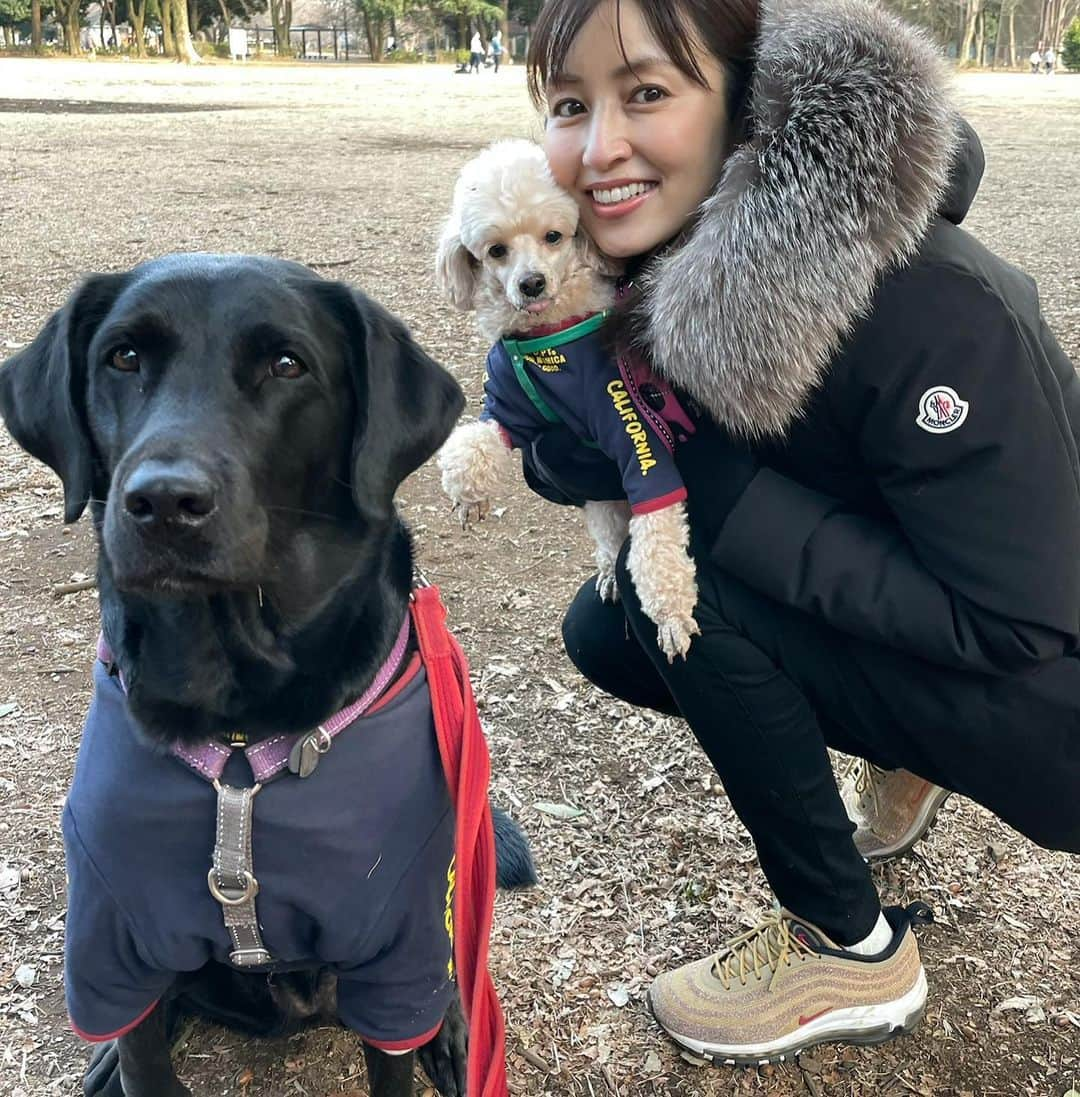 矢田亜希子さんのインスタグラム写真 - (矢田亜希子Instagram)「わんこはペアルック❤️ #お散歩#愛犬#犬友#toypoodle #トイプードル#labradorretriever #ラブラドールレトリバー #ペアルック#女子#最後の写真もなちゃん口w」2月8日 17時26分 - akiko_yada