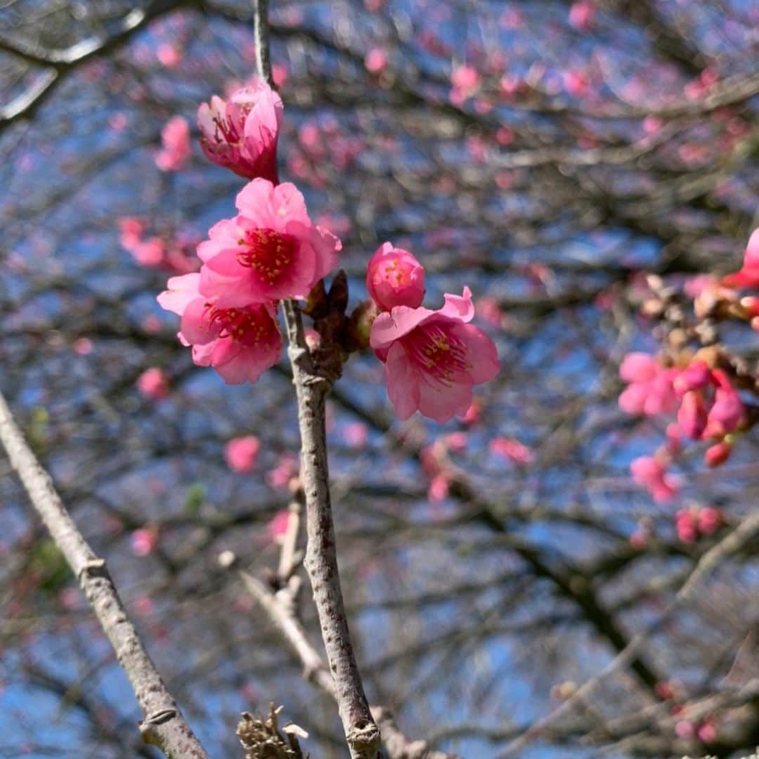 美城れんさんのインスタグラム写真 - (美城れんInstagram)「ハワイ島ワイメアの桜🌸 ハワイ島は桜の季節に。まだ少し早いけれど、場所によっては、綺麗に咲いてました。来年は桜祭りが開催されます様に…🙏昨年の桜祭りが懐かしい😌　ハワイ島の桜をおすそわけ🌸」2月8日 17時40分 - ren.mishiro