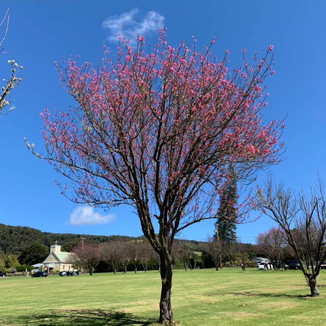 美城れんのインスタグラム：「ハワイ島ワイメアの桜🌸 ハワイ島は桜の季節に。まだ少し早いけれど、場所によっては、綺麗に咲いてました。来年は桜祭りが開催されます様に…🙏昨年の桜祭りが懐かしい😌　ハワイ島の桜をおすそわけ🌸」