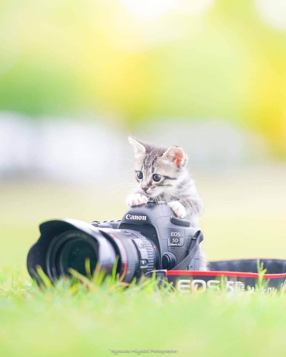9GAGさんのインスタグラム写真 - (9GAGInstagram)「The cutest photographers🐱 📸 @ryostory1124 - #cat #photography #9gag」2月8日 17時36分 - 9gag