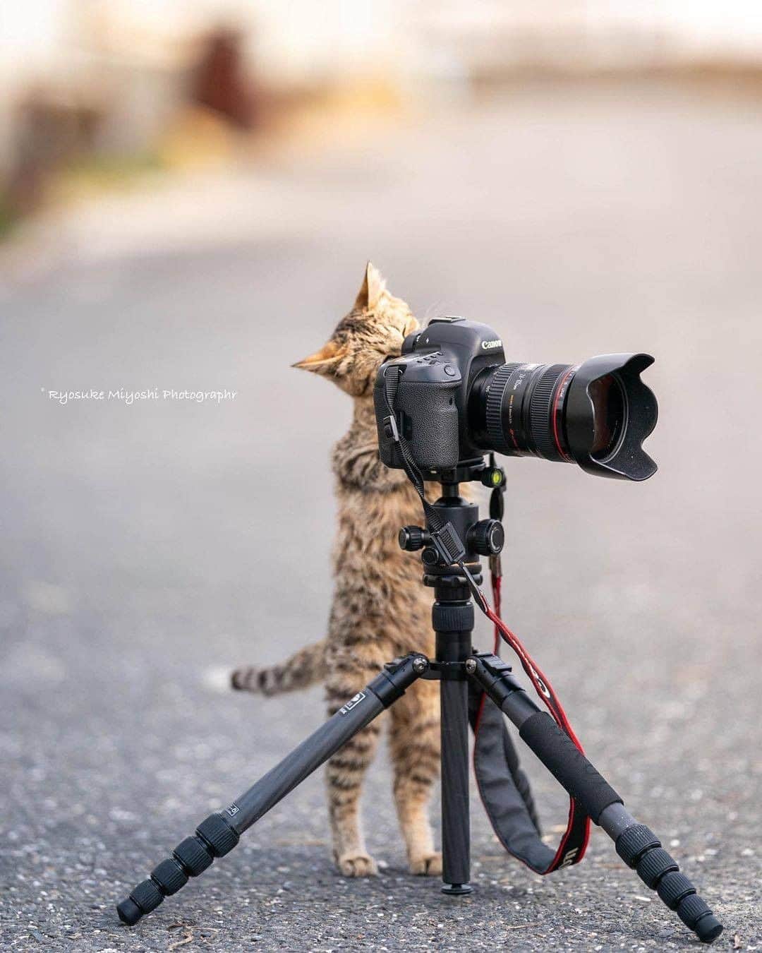 9GAGさんのインスタグラム写真 - (9GAGInstagram)「The cutest photographers🐱 📸 @ryostory1124 - #cat #photography #9gag」2月8日 17時36分 - 9gag