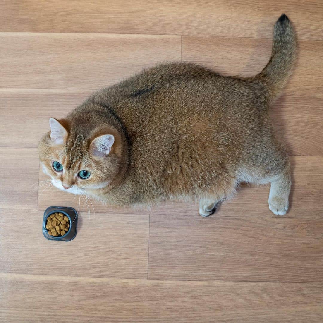 Hosicoさんのインスタグラム写真 - (HosicoInstagram)「I've turned over a new leaf. 🗒」2月8日 17時56分 - hosico_cat