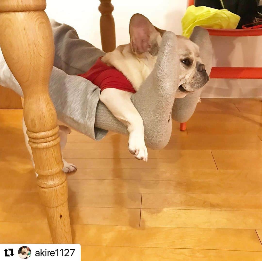 【公式】いぬのきもち・ねこのきもちのインスタグラム：「#Repost @akire1127 さんのブッチくん。  新しい乗り物かな❓  楽しそうだね😆  ハッシュタグ #いぬのきもち #ねこのきもち に投稿いただいた可愛い写真をご紹介しています！ 「いぬのきもちWEB　MAGAZINE」、「ねこのきもちWEB MAGAZINE」でもご紹介させていただくことも！  -------------------   . #いぬ #いぬすたぐらむ #いぬのいる暮らし #いぬのきもち #いぬ好き #犬 #犬好きさんと繋がりたい #犬のいる生活 #犬と暮らす #犬好き #dog #dogsofinstagram #dogstagram  #frenchbulldog #フレンチブルドッグ」