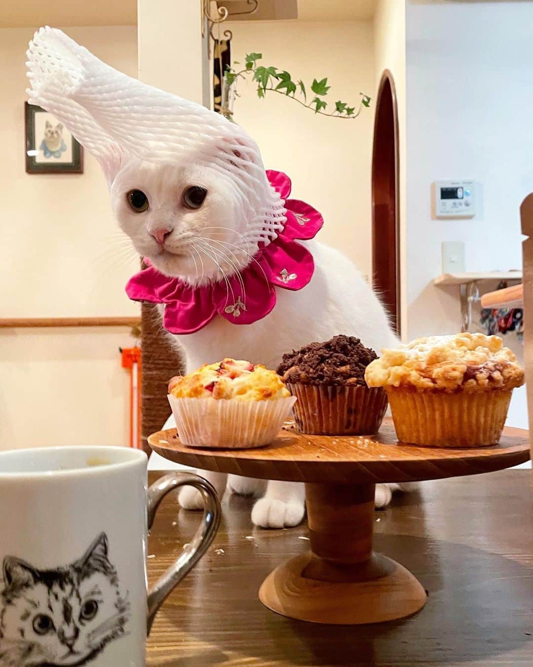 maimocotoのインスタグラム：「久しぶりの #緩衝材コト 🧁 昨日保護猫カフェ @necot0301 さんでtakeoutしたマフィンと自家焙煎のコーヒー豆☕️ 一昨年の11月に葛西で発生した多頭崩壊の #葛西のサバイバーズ もいるカフェです❤︎当時私が会いに行った時は36猫いたけど、無事に里親さんに繋げたりで9猫になっていました。元々カフェにいる子たちもいるのでお店はかわい子ちゃんで賑やかです❤︎今は完全予約制ですが、takeoutもできます♪ #ザビエル首輪 も販売しています。 お店の売上は猫たちに使ってもらえますよ🐈 里親さん募集中の子は高齢の子もいるので中々ご縁を結ぶのは難しいかもしれないけど、みんな幸せな良い顔してました❤︎行くとパワーをもらえるパワースポットです✨継続的にお買い物しに行こうと思います😊＊ ＊ 『ねこのためにマフィン食べてるとか言い訳して、まーまは一生痩せないとおもうの、あたち💦』 ＊ ＊ #ダイエットがんばりまーす #週2バレエと週1ランニングしてるんだけどな #ネコットさんでザビエルの通販してもらおうかな #保護猫を家族に」