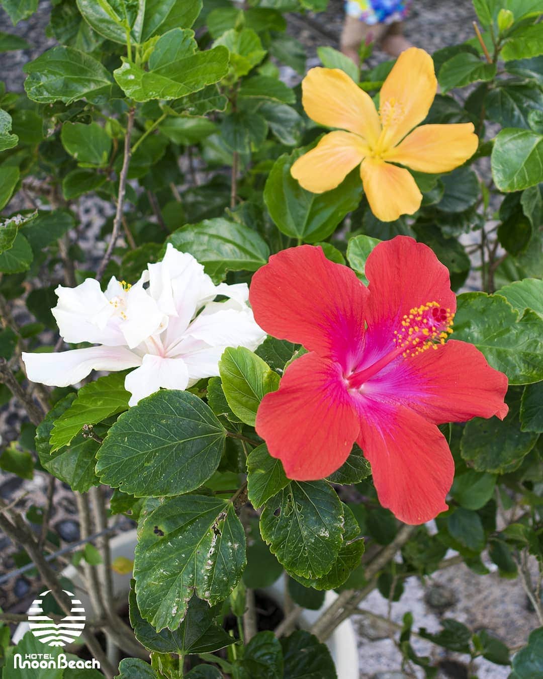 ホテルムーンビーチさんのインスタグラム写真 - (ホテルムーンビーチInstagram)「2020年12月27日、あか、しろ、きいろ。ロッカールーム前に色とりどりのハイビスカスが咲いていました。Red,white & yellow hibiscuses 27Dec2020 #沖縄 #恩納村 #沖縄ホテル #沖縄リゾート #沖縄観光 #沖縄旅行 #沖縄ビーチ #インフィニティプール #沖縄好き #沖縄好きな人と繋がりたい #ホテルムーンビーチ #ムーンビーチ #ムーンビーチホテル #okinawa #onnason #okinawabeach #okinawahotel  #okinawatrip #okinawasunset #okinawalikes #okinawalabo #okinawa_life #hotelmoonbeach #moonbeach #moonbeachhotel #japan #visitjapanjp #gotoキャンペーン #gototravel」2月8日 18時15分 - themoonbeachmuseumresort