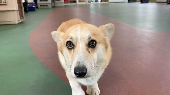 大阪ECO動物海洋専門学校のインスタグラム：「今日からテスト期間🔥 筆記試験もあれば、実技試験もあります😎💕 動画は、休憩時間の1コマです🐾  #コーギー #うぇるしゅこーぎーぺんぶろーく  #大阪ECO #大阪ECO動物海洋専門学校 #動物 #専門学校 #動物飼育 #動物園 #水族館 #飼育員 #ドルフィントレーナー #アクアリスト #動物看護師 #トリマー #ドッグトレーナー #トリミング #犬 #animal #dog」