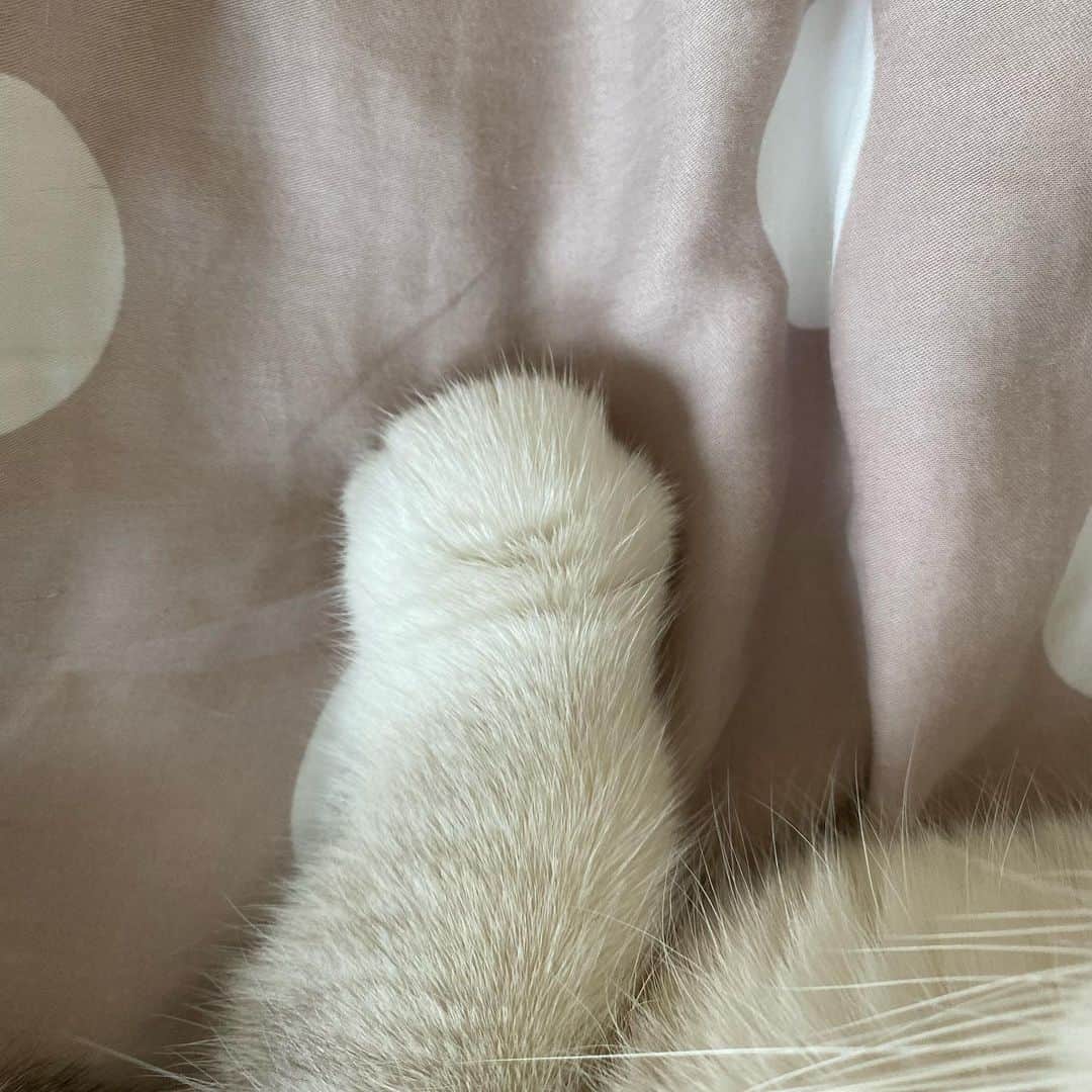 Haruさんのインスタグラム写真 - (HaruInstagram)「Her tiny feet are so adorable. อุ้งจิ๋วของน้อน เอ็นดูหนักมาก ☺️」2月8日 19時23分 - haru_thecat