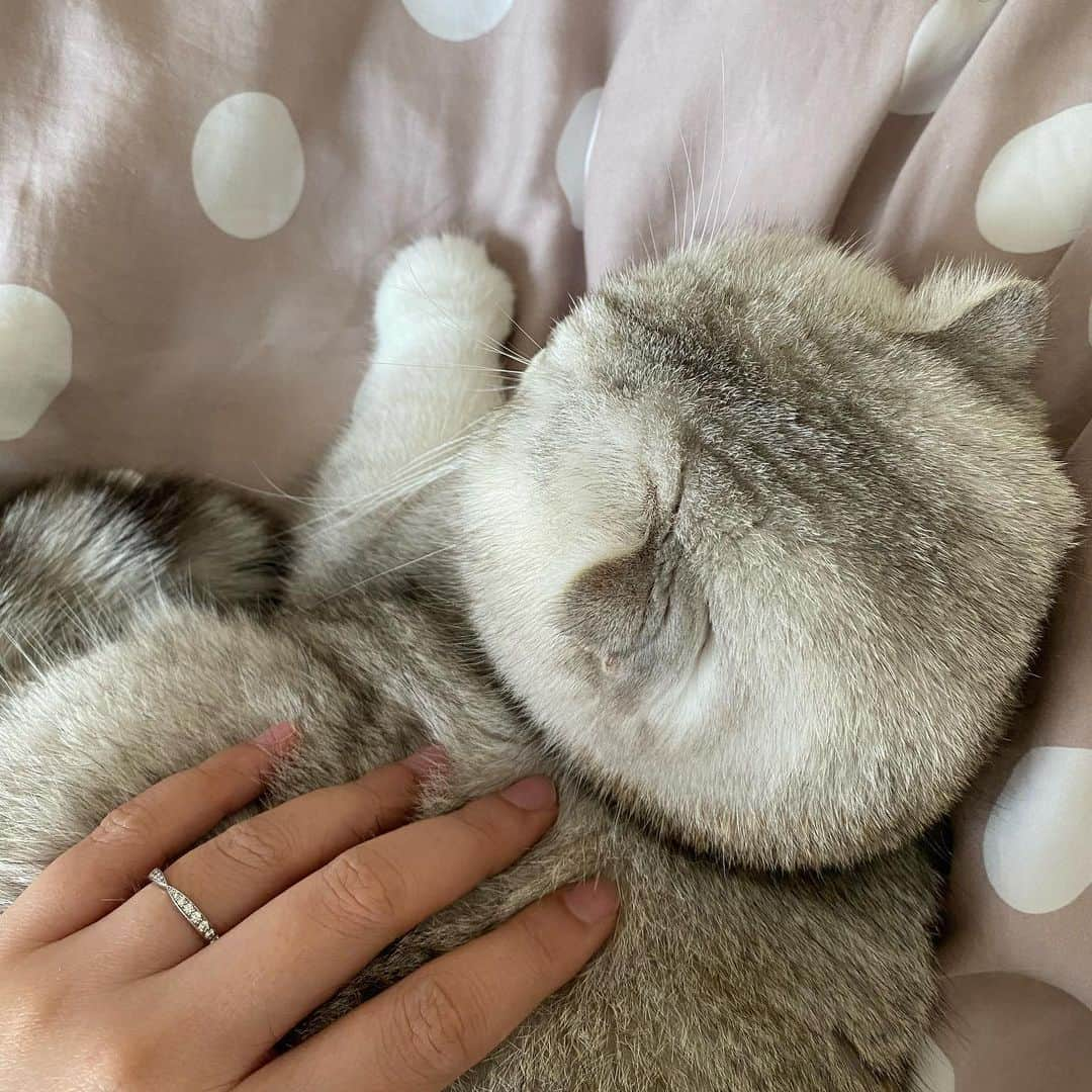 Haruさんのインスタグラム写真 - (HaruInstagram)「Her tiny feet are so adorable. อุ้งจิ๋วของน้อน เอ็นดูหนักมาก ☺️」2月8日 19時23分 - haru_thecat