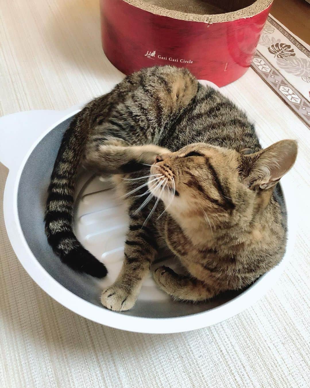 みはとのインスタグラム：「ちゃーくんも載せたい！🐈  昔はまんまるお目々だったのに 今はいかつめなおじぃちゃん。笑  #猫鍋  #昔流行ったよね  #茶々丸 #呼び名はちゃちゃorちゃーくん #cat #猫 #ネコ #ねこ  #ねこすたぐらむ  #catstagram  #にゃんすたぐらむ  #ねこのいる生活  #実家 #ねこすき  #ねこ部」