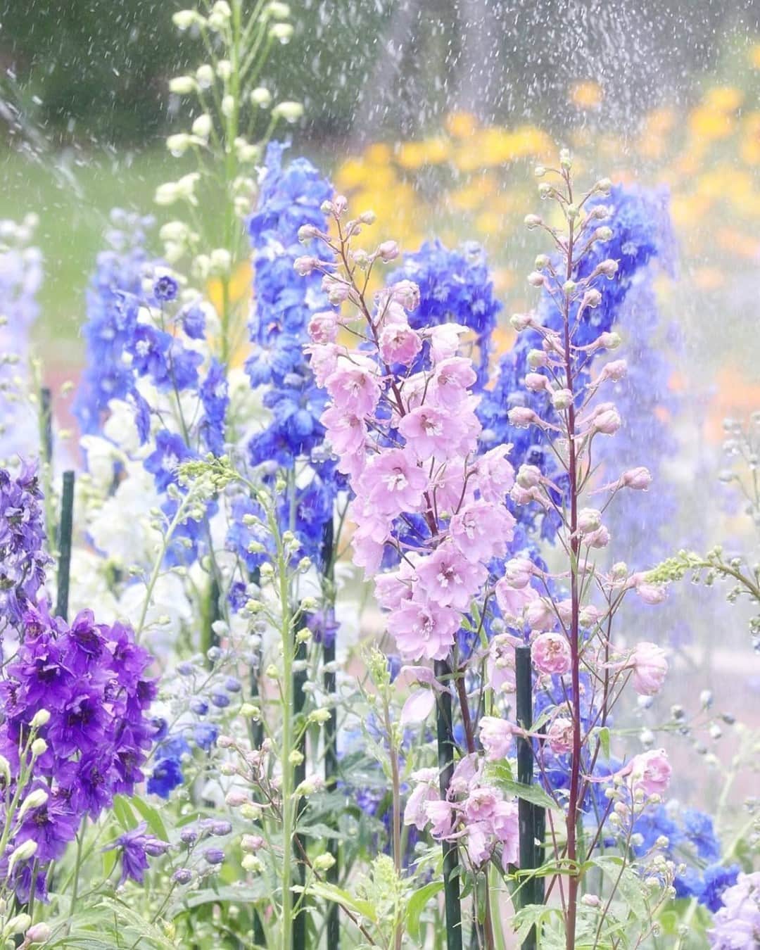 花の写真館のインスタグラム：「Photo by @aroa528.⠀ https://instagram.com/aroa528/⠀ .⠀ Original Post[投稿いただいたURL]⠀ https://www.instagram.com/p/CA7bItYplwQ/⠀ .⠀ 本アカウントは、 #私の花の写真 をつけてInstagramに投稿された皆さまの花の写真や、「花の写真館」Facebookページで投稿された花の写真を紹介します。⠀ 「花の写真館」Facebookページは、「 @floral.photograph 」のプロフィールにあるURLからご覧ください。⠀ .⠀ ※各自、政府、自治体など公的機関の指示に従った行動をお願いします。⠀⠀ 東京カメラ部および分室では、写真を「見る楽しみ」を提供することを通して、微力ながら皆様にわずかな時間でも癒しをお届けしたいと思っております。⠀ ※本アカウントは東京カメラ部がFacebook、Instagramのサービスを利用して運営しているもので、Facebook社・Instagramとは一切関係ありません。⠀ .⠀ #花の写真館 #floralphotograph #floralphoto #flower #flowers⠀ Follow: @floral.photograph」