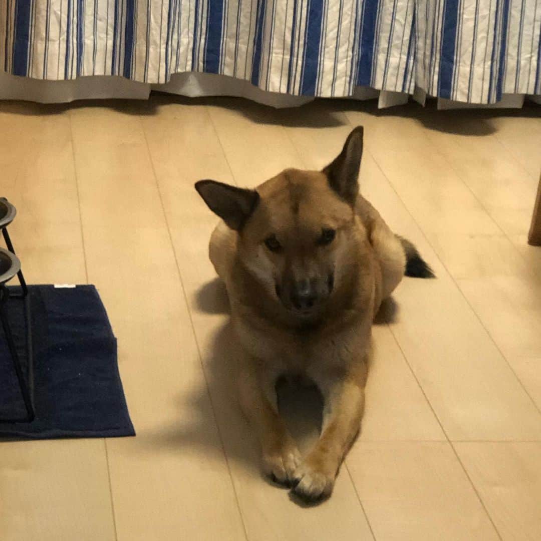 佐々木海のインスタグラム：「毎度毎度、早よ散歩行こうやの圧。 君のご飯作ってるんですけどー😗 #犬 #イヌ #イヌスタグラム #いぬすたぐらむ #犬バカ部 #いぬばか部 #ふわもこ部 #いぬら部 #犬のいる暮らし #保護犬 #元野犬 #雑種 #雑種犬 #ビビり犬 #里親 #保護犬を家族に #保護犬を飼おう #殺処分ゼロ #dog #dogs #dogstagram #doglove #doglover #doglovers #doglife #dogslife #rescuedog #rescueddog」