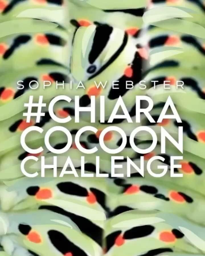 SOPHIA WEBSTERのインスタグラム：「Calling all caterpillars... time to spread your wings and be in with a chance of winning a pair of my 'Chiara' heels.🐛💜🦋⁣⁣⁣⁣ ⁣⁣⁣⁣ How to enter:⁣⁣⁣⁣ ⁣⁣⁣⁣ - Use my new filter 🦋 (find it on my page📱)⁣⁣⁣⁣ - Show off your best transformation from cocooned caterpillar to a beautiful butterfly⁣ ⁣⁣⁣ - Post your video to your Instagram profile (*not stories)  - Tag @SophiaWebster and #ChiaraCocoonChallenge⁣⁣⁣⁣ - Like and save this post⁣⁣⁣⁣ ⁣⁣⁣⁣ All entries must follow @sophiawebster. ⁣⁣⁣⁣ ⁣⁣⁣⁣ Winners will be selected by you and announced by @sophiawebster!⁣⁣⁣ 💞⁣ ⁣⁣⁣⁣ Good luck! S x ⁣⁣⁣⁣ ⁣⁣⁣⁣ #SWStoryofThe🦋  #SophiaWebster#SophiaWebsterWings#StoryofTheButterfly⁣⁣⁣⁣ ⁣⁣⁣⁣ ⁣⁣⁣⁣ 🐛🦋 Created in partnership with @iren.kolovska 🦋🐛⁣⁣⁣」