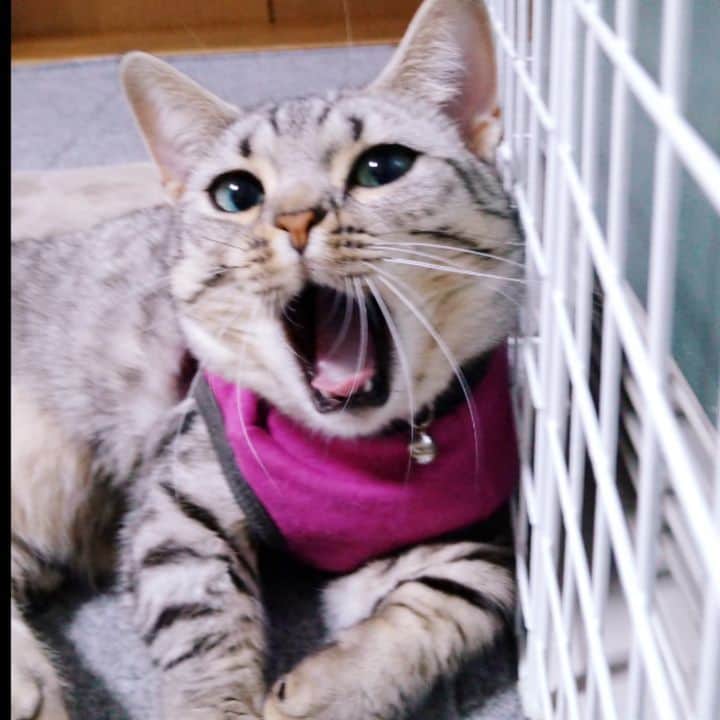 Len Cynthiaのインスタグラム：「何度でもあくびするヤツ(笑)  #猫のいる暮らし #  #目線ショット #マンチ立ち#マンチカン  #shortlegs #白猫#petsgram #instacat #catlover#lovelycat  #猫  #munchkin #もふもふ猫 #短足#ジェネッタ #ベンガル #可愛い #子猫#munchkin cat #kitty #kitten」