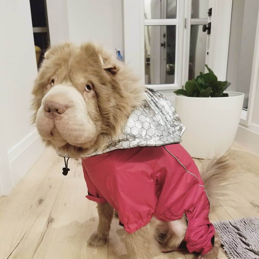 Tonkey Bearのインスタグラム：「We want to dedicate this post (that showcases Tonkeydonk in her new jacket 🤣) to also say a giant WOOHOO for pet insurance. Both Max and Tonkey have been with @trupanion since they were puppos. We know that you can never plan for these things, but any fur-owner can be faced with a tough financial decision when sudden and unforeseen conditions come up.   Over the years, Trupanion has been with us through 2 separate entropion surgeries, getting a handle on her Shar Pei Fever, and allergy specialists.   Although Max seems bulletproof in comparison, she had an accident years ago over a long weekend in the mountains, where an on-call emergency vet had to leave his baseball game to come in and stitch her up 🙏. (She jumped into a lake and some sharp rocks sliced a gaping hole in her neck.)  Seeing your babies in pain is heartbreaking and sometimes traumatizing. Just wanted to say an official #thankyou for making these moments a little easier to bear. #ad #trupanion #trupaniontails #soican #soicantrupanion」