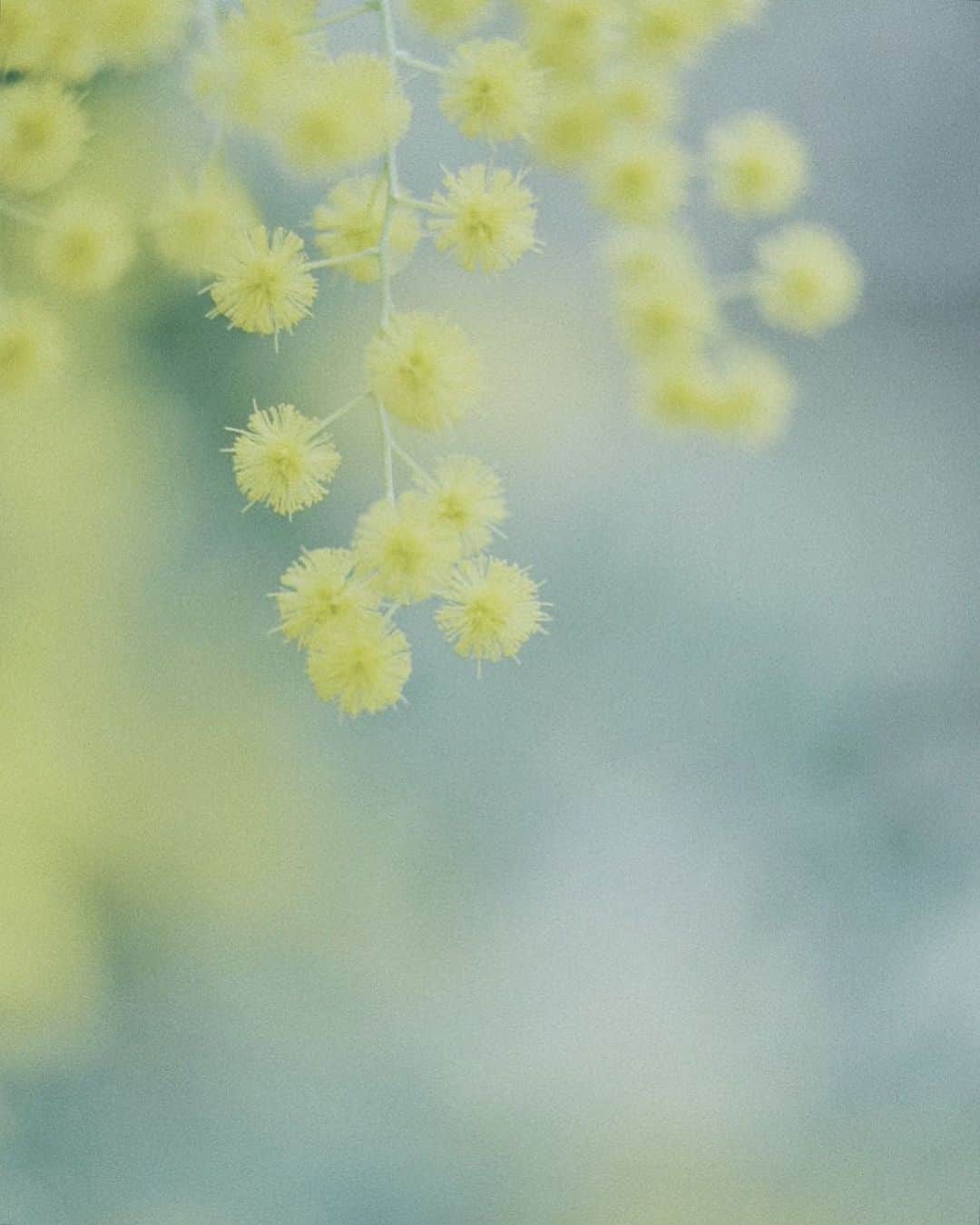 naorinmoonさんのインスタグラム写真 - (naorinmoonInstagram)「時間をかけて美しくなるもの  ﻿ ﻿ ﻿ ﻿ ﻿ ﻿ ﻿ ﻿ ﻿ ﻿ ﻿ ﻿ ﻿ ﻿#mimosa  #xt3 #fujifilm_xseries ﻿ #ig_hokkaido #instagramjapan #ig_japan_  #ifyouleave #as_archive #still_life_nature #vscocam #still_life_mood #reco_ig #nature_brilliance #tv_flowers #ig_eternity #moody_nature #dof_brilliance #heart_imprint #bokeh_bliss #infinity_softly #thehub_macro ﻿ #flowerstagram」2月9日 5時50分 - naorinmoon