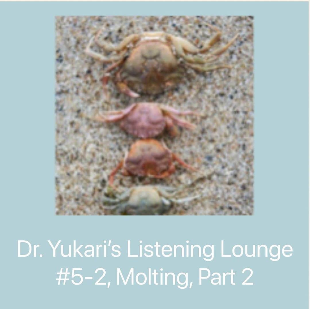 Honolulu Myohoji Missionさんのインスタグラム写真 - (Honolulu Myohoji MissionInstagram)「🦀  👉 See our Part 1 post first.  By this point, I decided to share my chosen story of the molting process of a crab. She listened attentively and responded,  “I AM that little crab! I can grow and become a better person. That is exactly what I want to do!” The young World Banker related to the process the crab endured. The outside label that was projected onto her no longer seemed to satisfy her.  On the other hand, not every client is like this young woman. Others might say,  “I am happy as I am and don’t feel any need to change.”  At this point in time, they might be in the right size shell. This is also a wonderful indicator that they are in the correct size shell at that point in time.  The next time we feel discomfort or vulnerability, it may be important to reflect back on the molting process in order to embrace growth during difficult times.  ————————- 📺  Honolulu Myohoji YouTube channel is available now!  On our YouTube channel, you can see - Rev. Yamamura’s talk, - Past events of Honolulu Myohoji, and - Some nice Hawaii weather from Honolulu Myohoji.  🪄 Dr. Yukari’s listening lounge is here for you!  To book a consultation, please take a look at our website (link in bio) and email info@honolulumyohoji.org - Stories are twice a week on our blog, Facebook and Instagram. ————————- * * * * #ハワイ #ハワイ好きな人と繋がりたい  #ハワイだいすき #ハワイ好き #ハワイに恋して #ハワイ大好き #ハワイ生活 #ハワイ行きたい #ハワイ暮らし #オアフ島 #ホノルル妙法寺 #思い出　#honolulumyohoji #honolulumyohojimission #御朱印女子 #開運 #穴場 #パワースポット #hawaii #hawaiilife #hawaiian #luckywelivehawaii #hawaiiliving #hawaiistyle #hawaiivacation #healing #zoomlounge」2月9日 6時02分 - honolulumyohoji