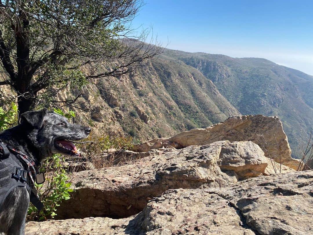 ジャック・ファライーのインスタグラム：「10/10 hiking buddy」
