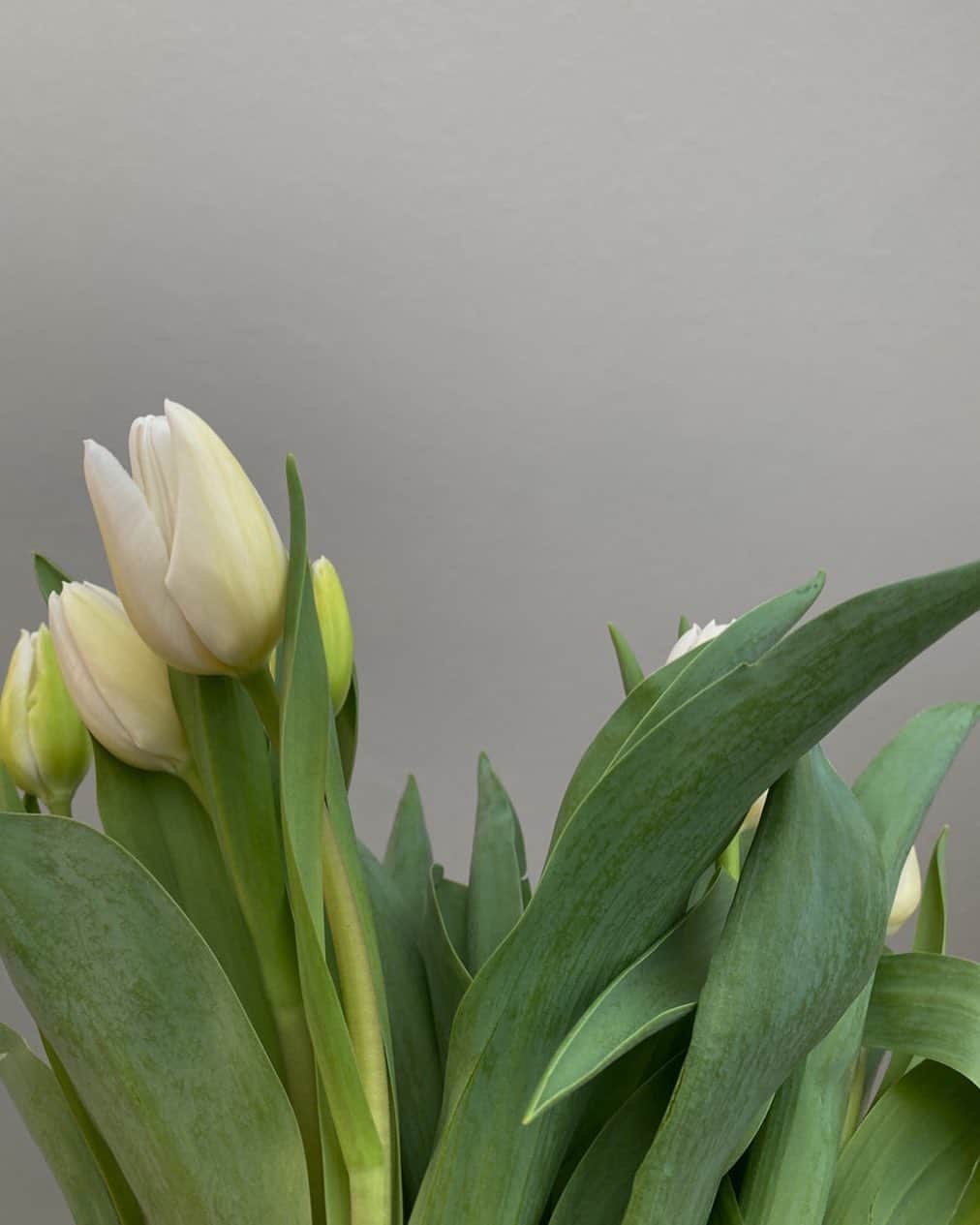 青山ケイトのインスタグラム：「white tulips are my favourite (I say this about any and all flowers)」