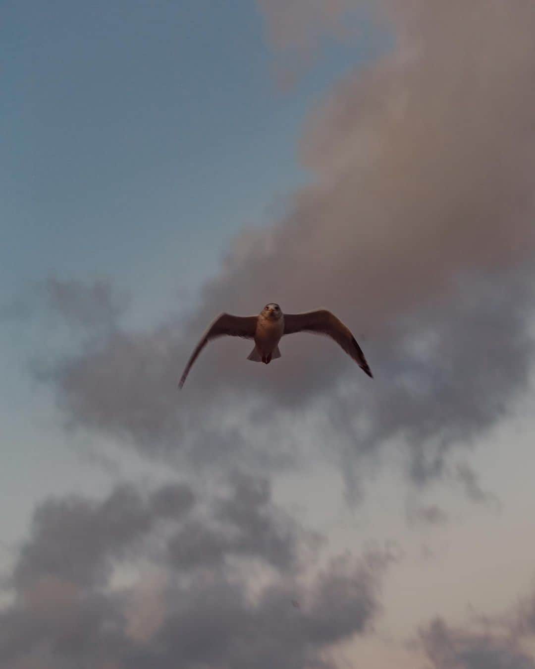 Putri Anindyaのインスタグラム：「eye in the sky //   Oh geez I’d give millions of bucks if I could be an island bird right now. Faraway from people seems nice. Just soaring lightly. Looking for food easy. Don’t have to wait in uncertainty.   these days daydream is so precious for me.   Anyway, for the first time in years, I applied instagram filter into this photo. +40. Can you guess which one?  Also, which instagram filter that you use sometimes?」